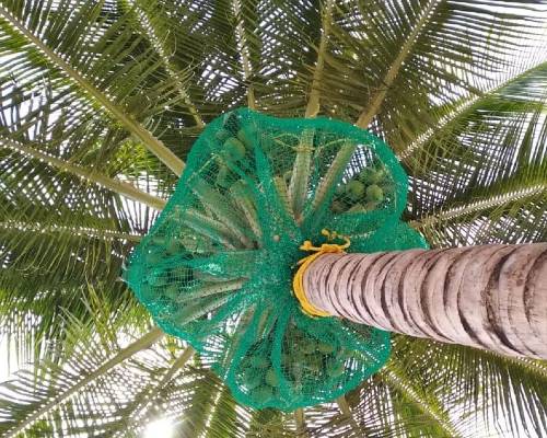 Coconut Tree Safety Nets Installation in Bangalore