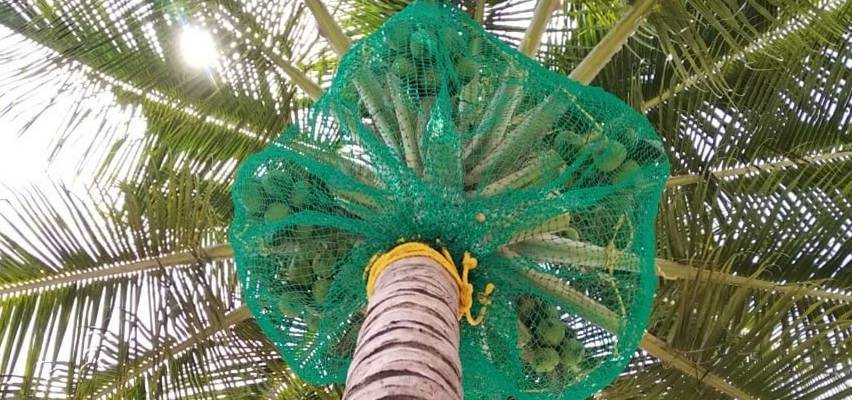 Coconut Tree Safety Nets Installation in Bangalore