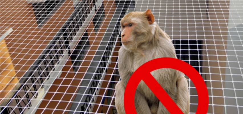 Monkey Safety Netting Service in Bangalore